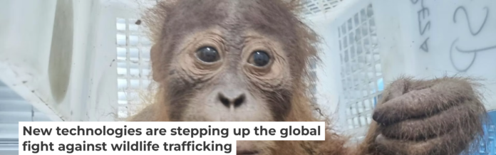 A baby orangutan was seized by Thai police in an anti-trafficking operation in May 2025. Thai police Central Investigation Bureau via AP